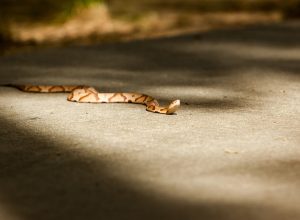 Copperhead Basking on the Road