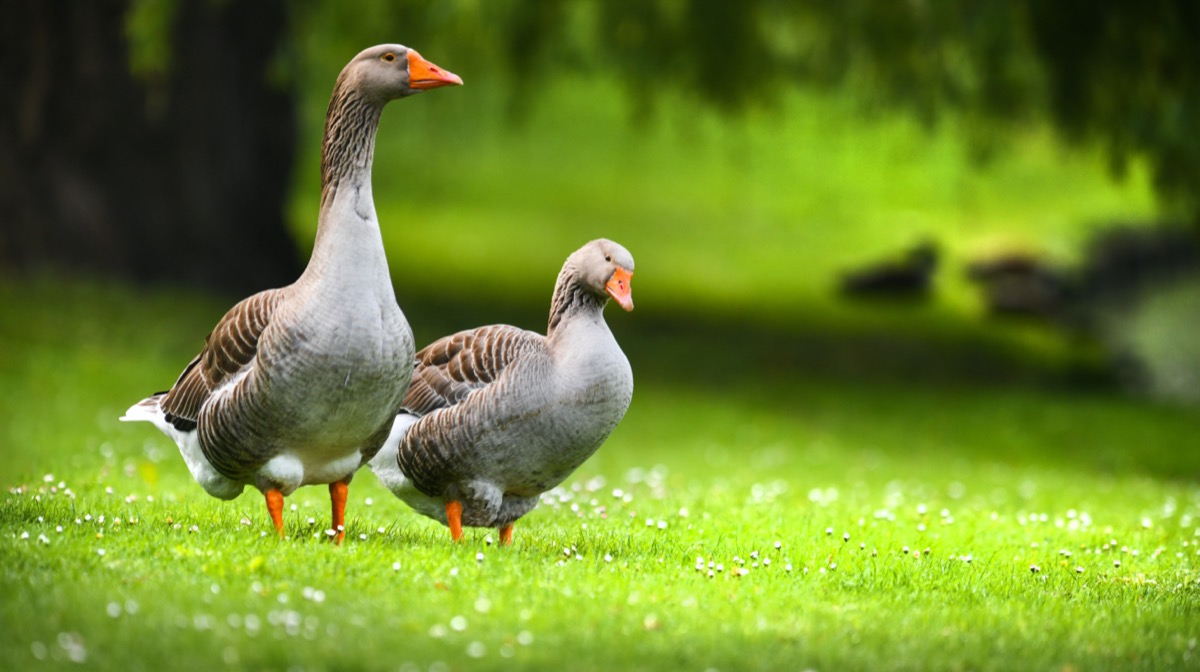 Two geese in green field