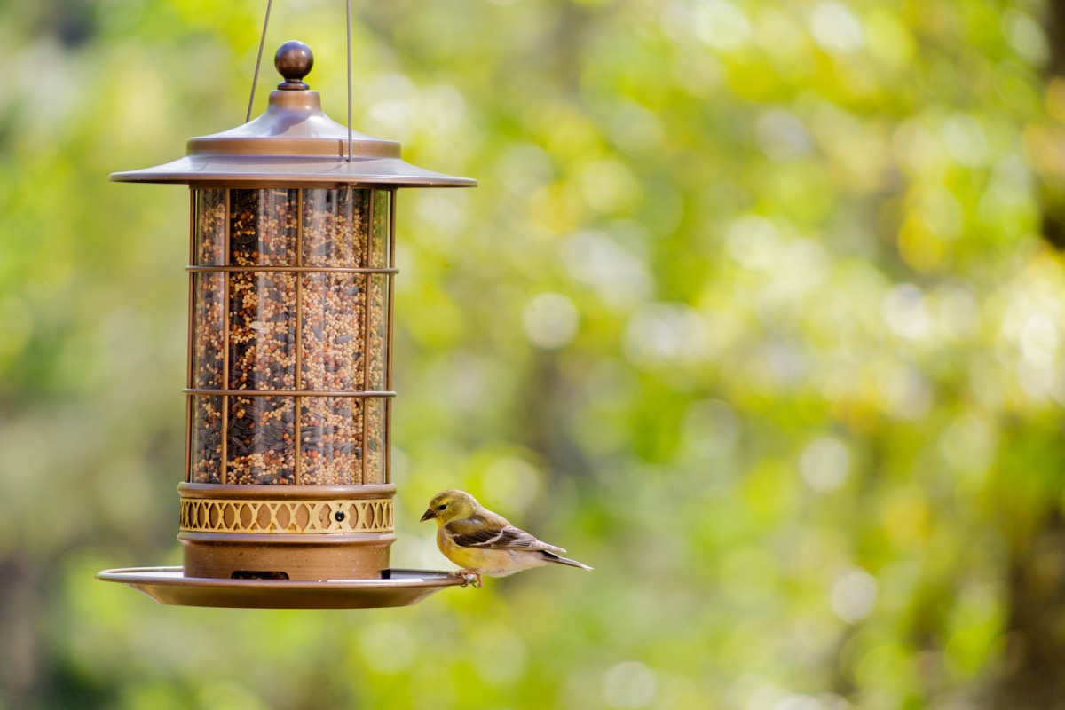 Close-up of a female American Goldfinch who has the birdfeeder all to herself in the backyard.