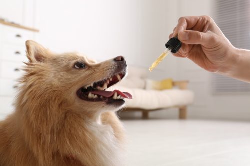 dog taking liquid medicine or supplement