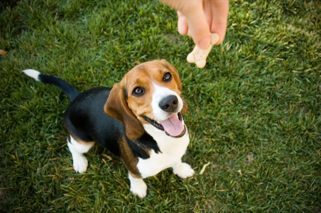 Beagle sitting and looking up at treat in owner's hand