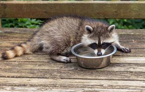 Cute little baby raccoon drinking from a bowl of cool water on a weathered wooden deck on a warm day in Oak Mountain, New Brunswick, Canada.