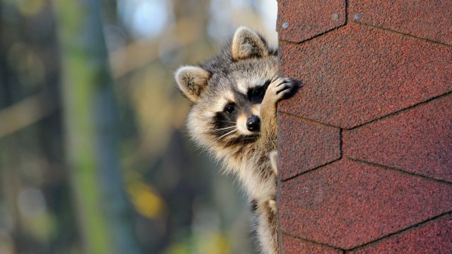 Raccoons look out from under a roof at a house