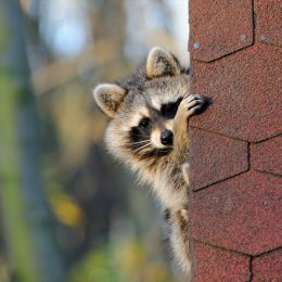 Raccoons look out from under a roof at a house
