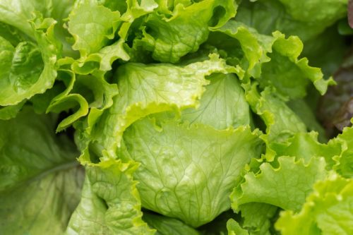 close up of iceberg lettuce