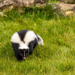 5 Things in Your Yard That Attract Skunks