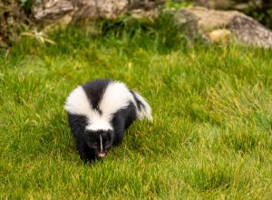 5 Things in Your Yard That Attract Skunks