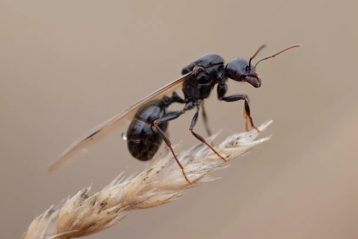 Closeup of flying ant