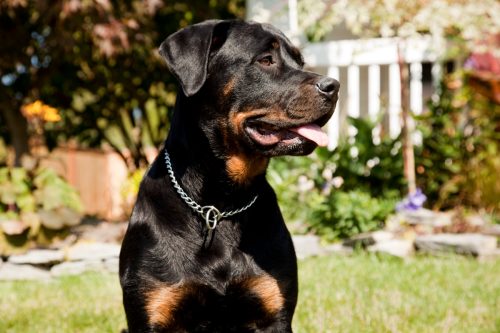 Beautiful Rottweiler family dog sitting in front yard