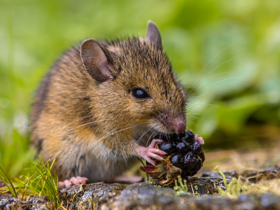 You're Inviting Mice to Your Home If You Have Fruit Trees in Your Yard