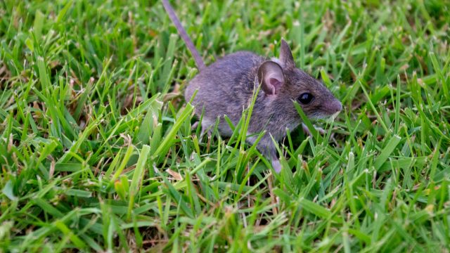A mouse sitting in the grass on the lawn