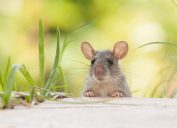 A mouse or rat standing in a yard