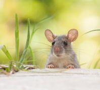 A mouse or rat standing in a yard