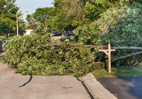 a tree damaged and blown over shortly after a severe thunderstorm with recorded 90 mph wind gusts blew through the chicagoland area.