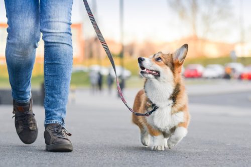 corgi looking up at owner while being walked on the sidewalk