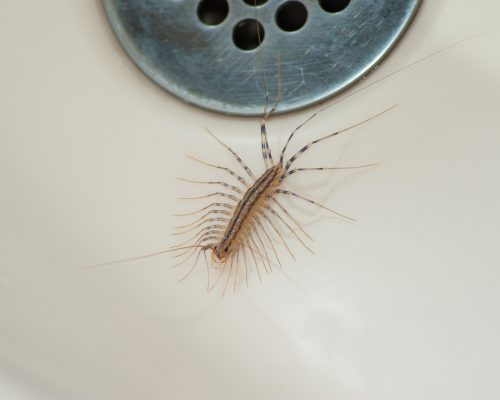A house centipede sitting near a drain