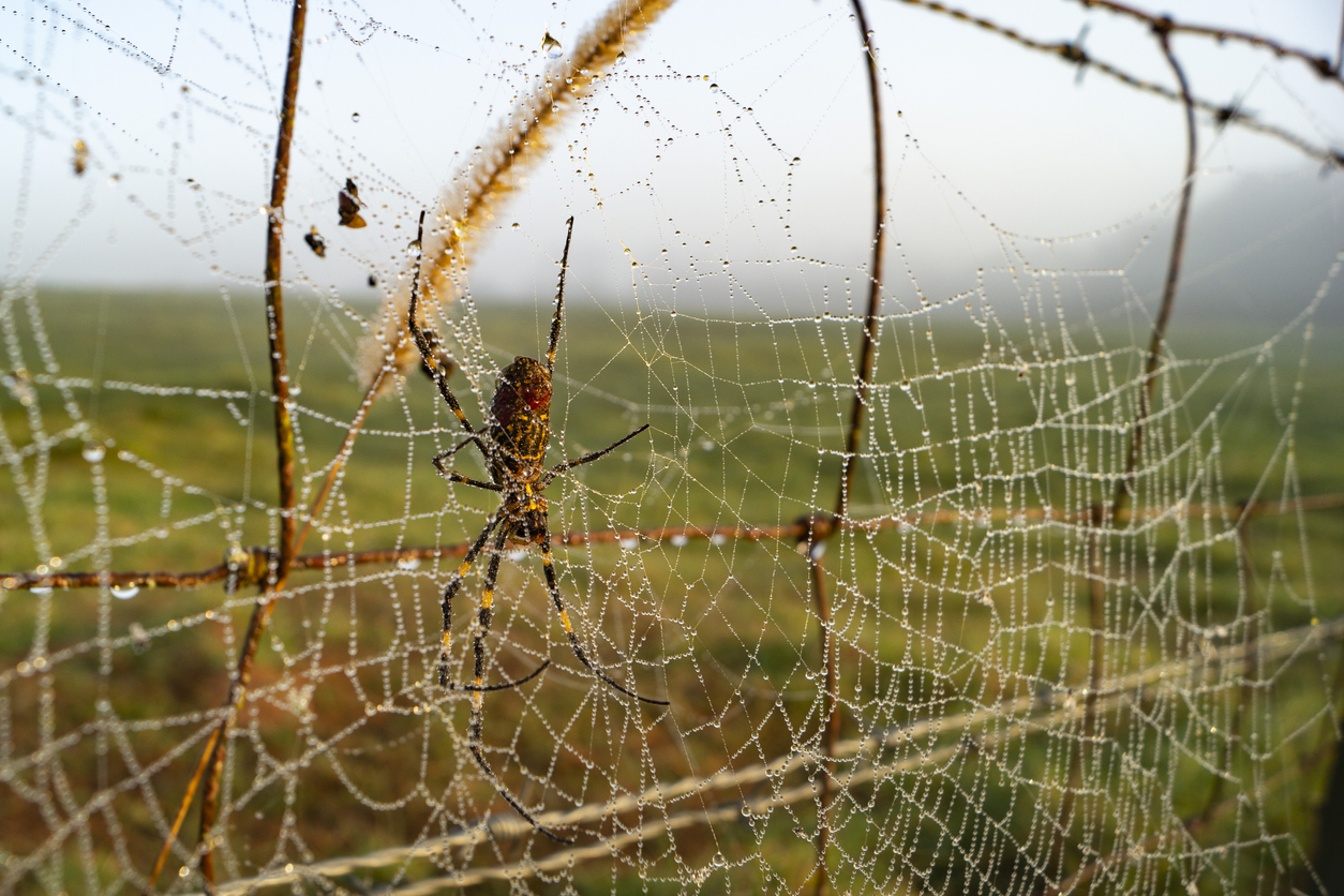 A Joro spider sitting in its web while covered in dew