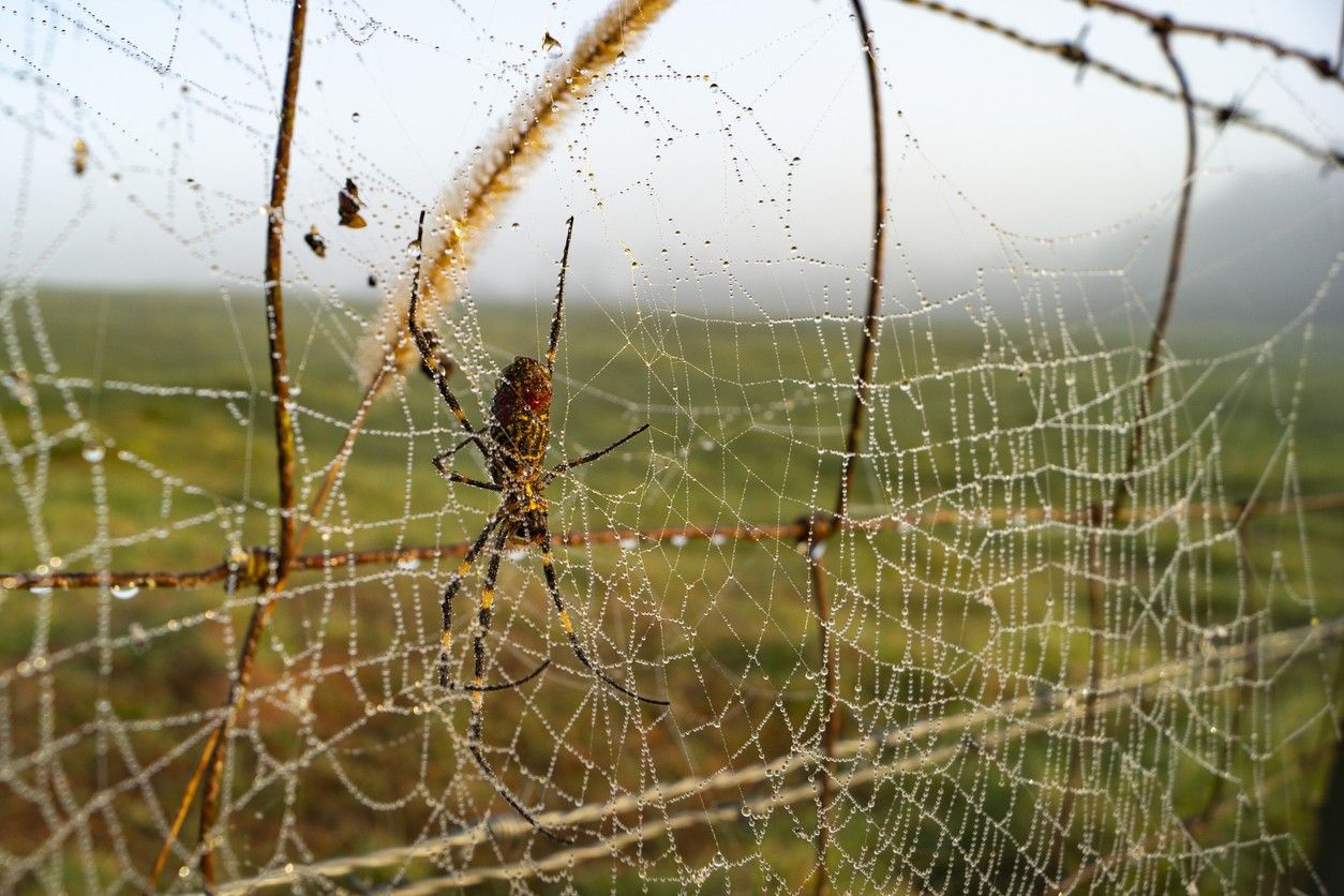 A big spider will spread in the U.S. No, it won't 'parachute.