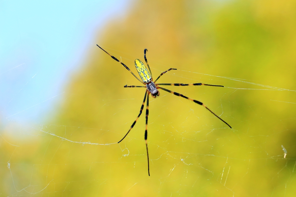 A Joro spider sitting in its web