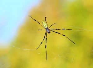 A Joro spider sitting in its web