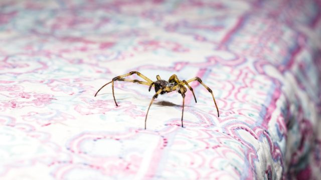 A spider walking across a bed