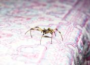 A spider walking across a bed