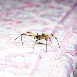 A spider walking across a bed
