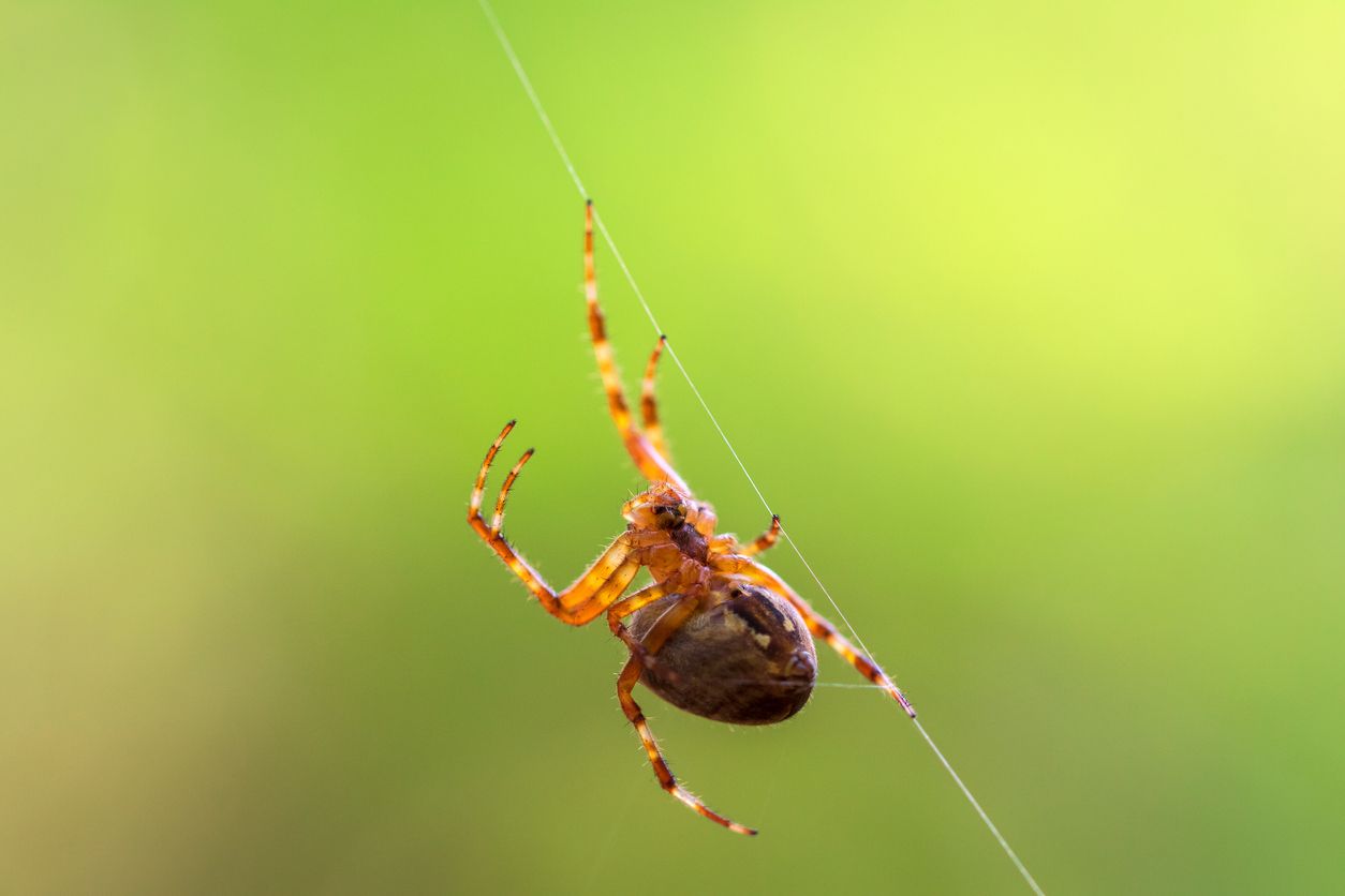 Having Bright Lights in Your Yard Is Inviting Spiders Into Your Home