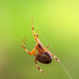 A spider in its web outside in someone's yard