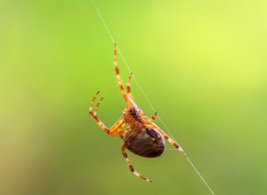 A spider in its web outside in someone's yard