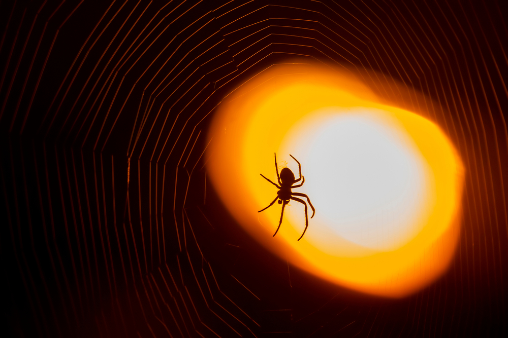 The silhouette of a spider in its web in front of a light