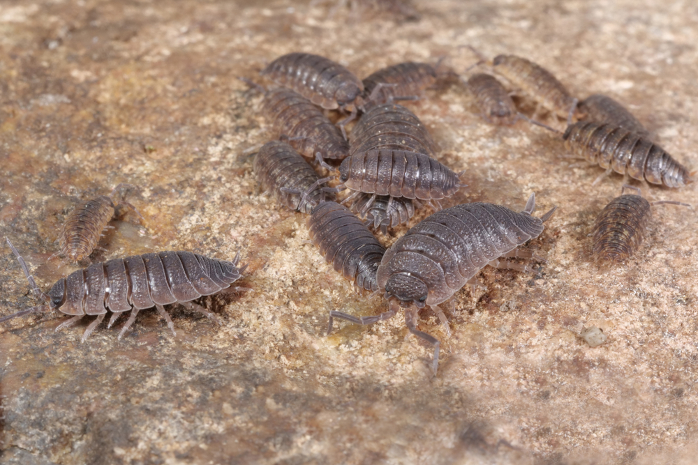 A group of woodlouses or sowbugs in a basement
