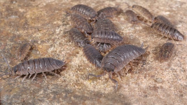 A group of woodlouses or sowbugs in a basement