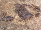 A group of woodlouses or sowbugs in a basement