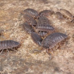 A group of woodlouses or sowbugs in a basement