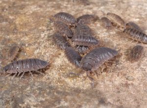 A group of woodlouses or sowbugs in a basement