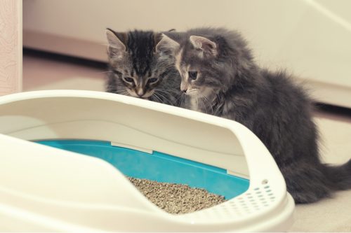 two adorable fluffy kittens looking at their litterbox