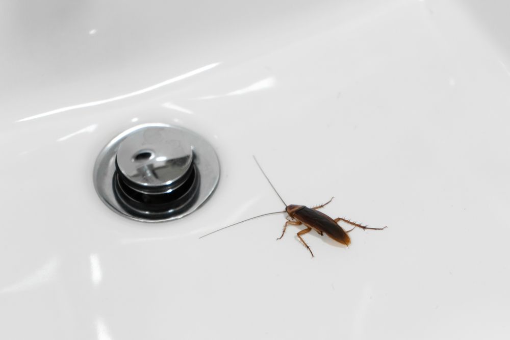 bugs in bathtub at night