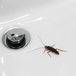 A cockroach sitting near a sink drain in a bathroom