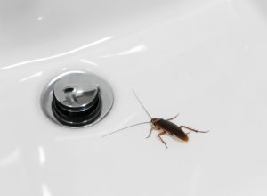 A cockroach sitting near a sink drain in a bathroom