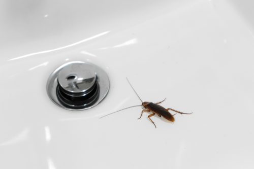 how to get rid of cockroaches - A cockroach sitting near a sink drain in a bathroom
