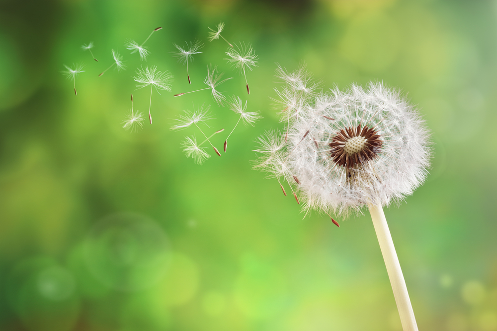 A dandelion scattering seeds into the wind