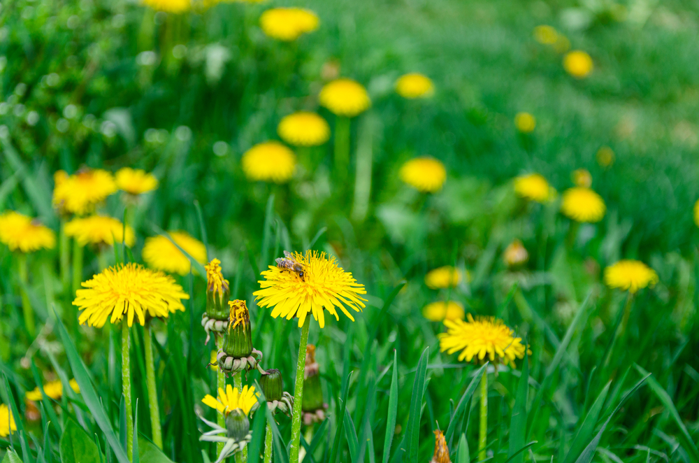 A closeup of dandelions on a lawn