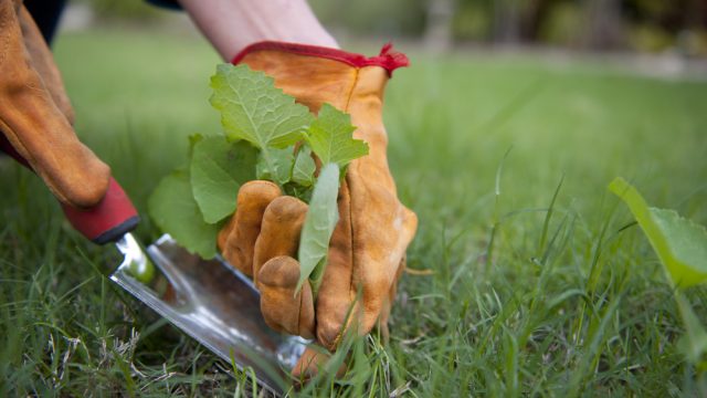 A close up of a gardener pulling a weed up from their lawn