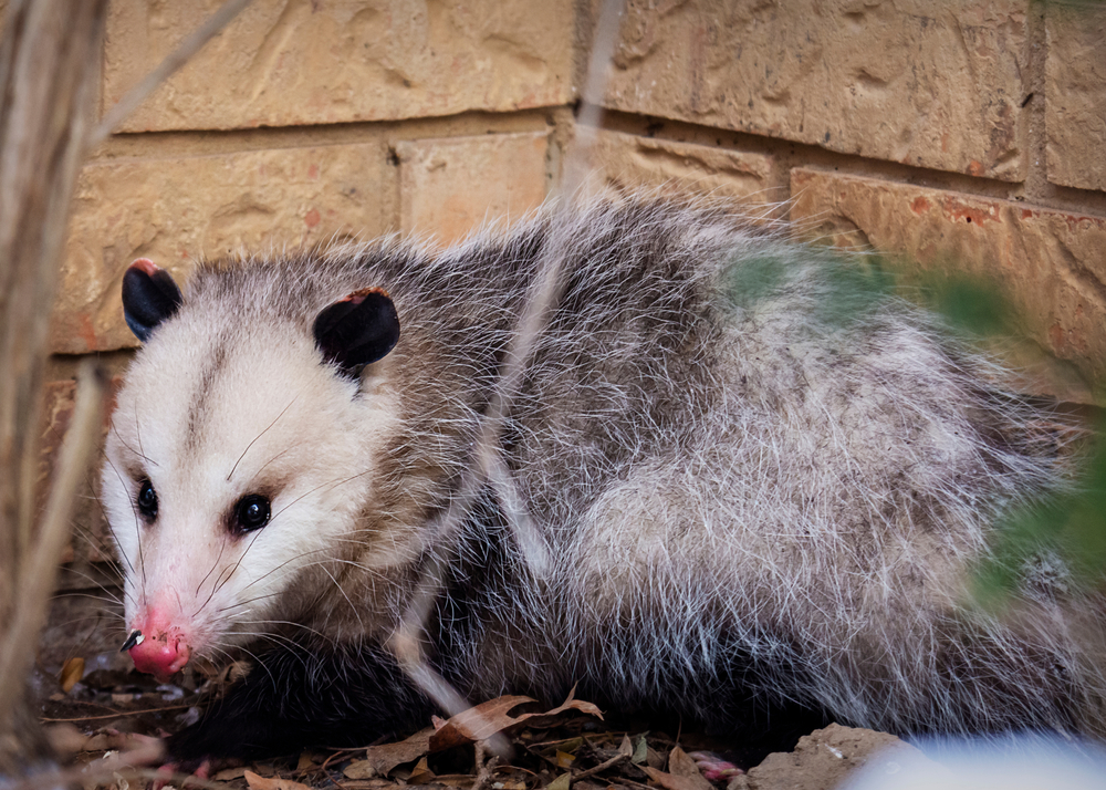A possum hiding in a corner outdoors near a house