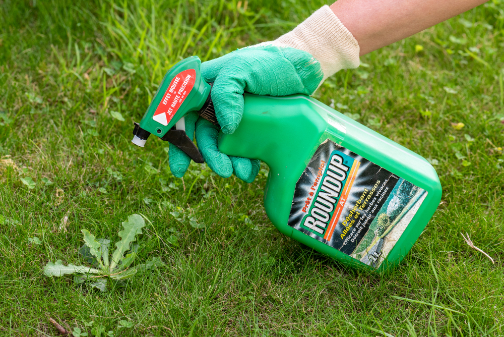 A closeup of a hand applying a bottle of Roundup weed killer on a grass lawn