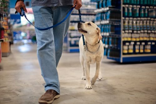 Man and dog on leash walking in hard-ware store.