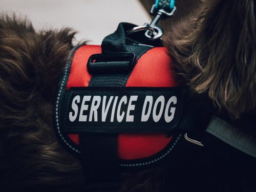 A red service dog vest on a long haired dachshund.