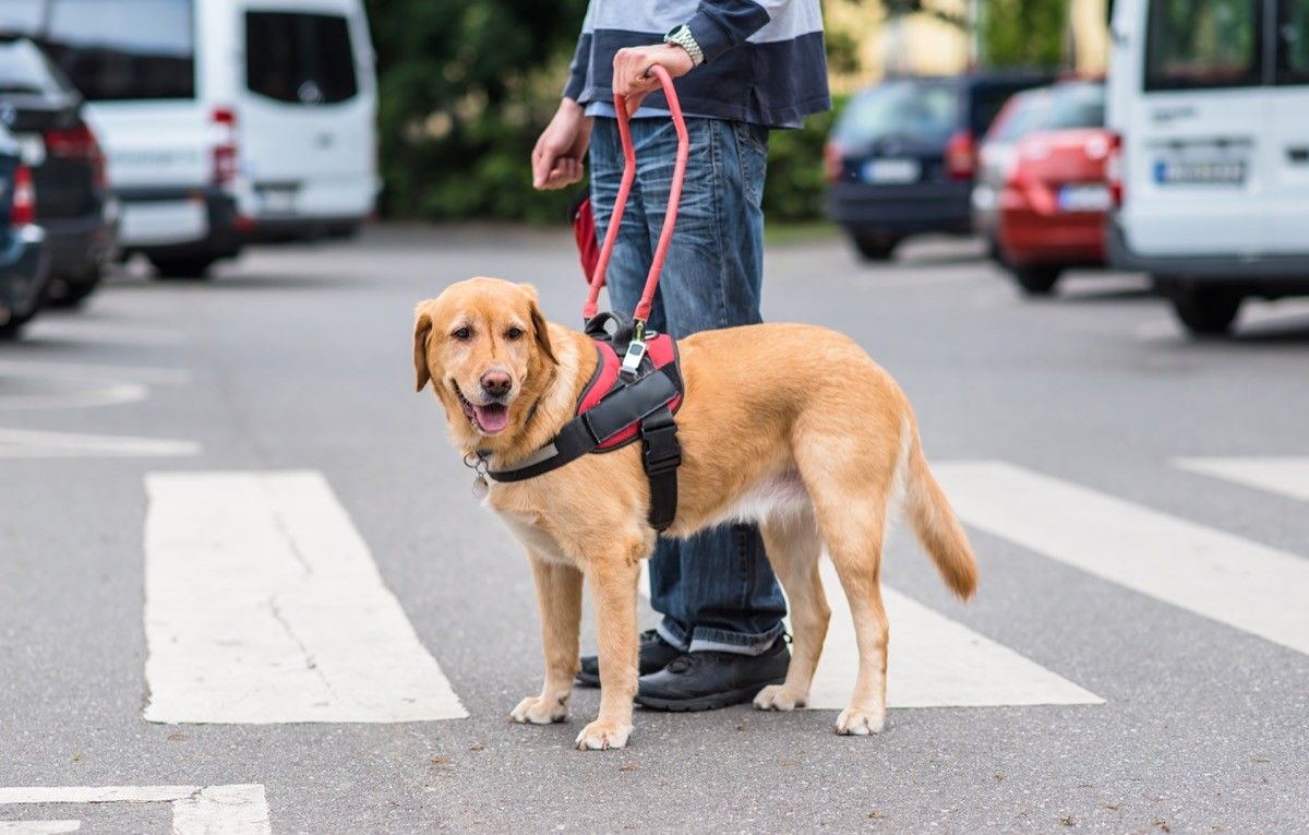 Walmart Is Getting Rid of Fake Service Dog Vests — Best Life