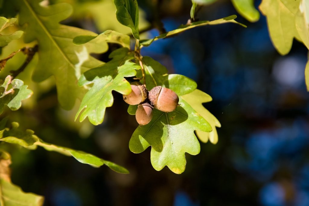 close up of acorns on oak tree